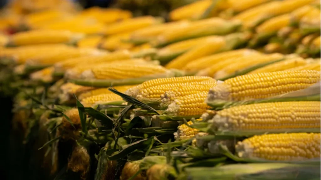 A group of corn