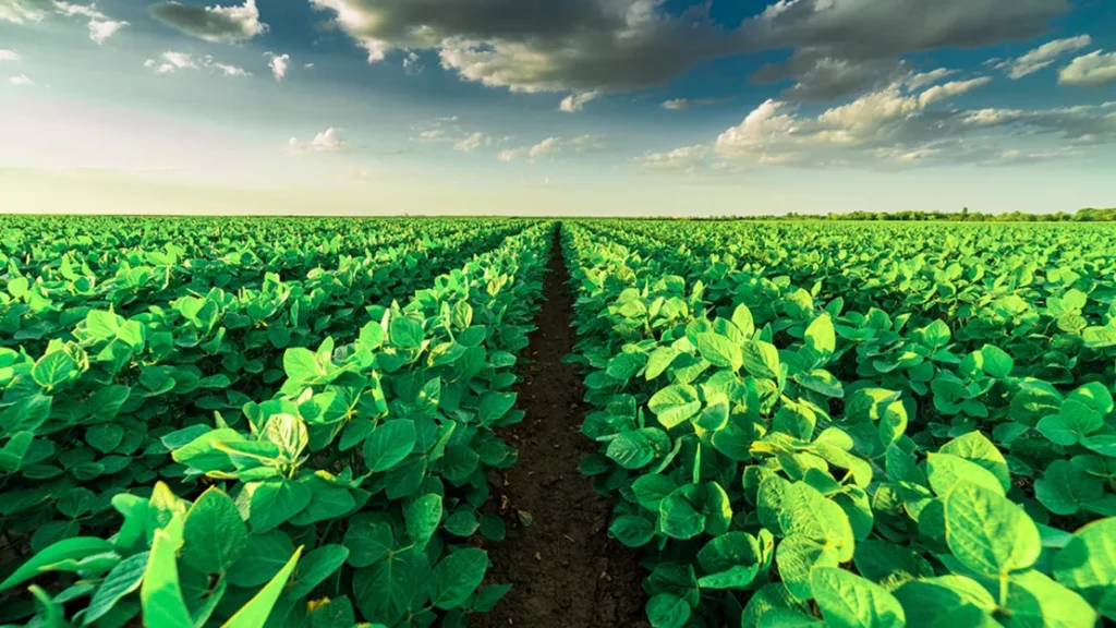 Healthy Crops in the Farmland
