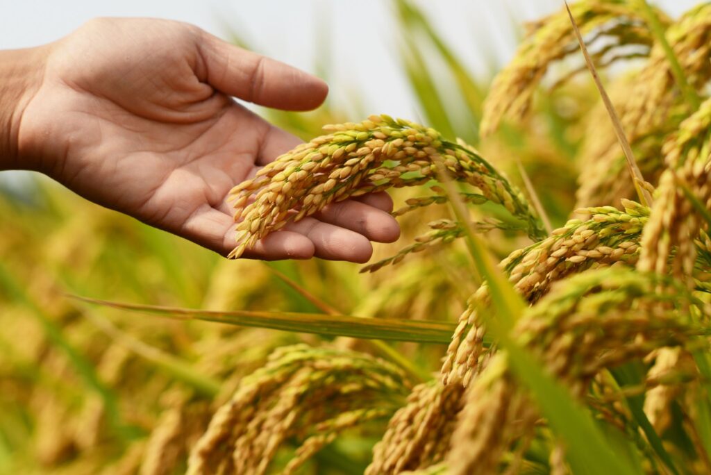 A hand grabbing a wheat stalk
