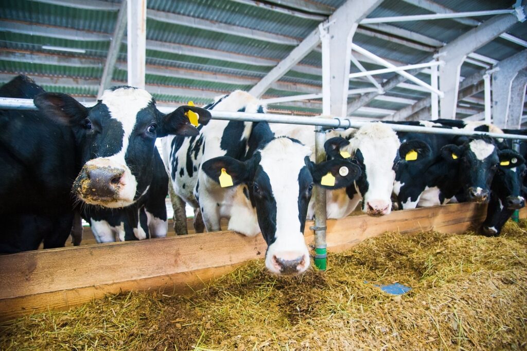 Cows standing at their feeding trough