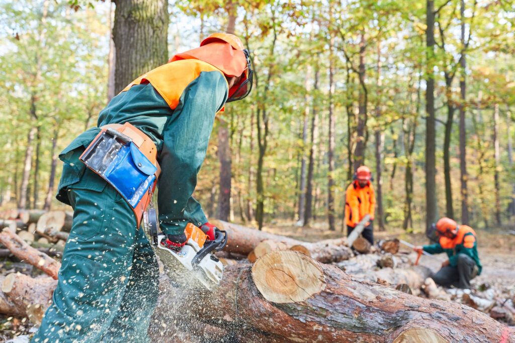 Three men cutting logs in a forest