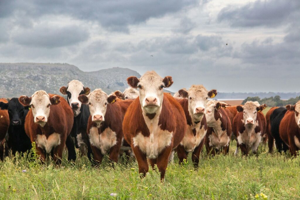 A group of cows in a field