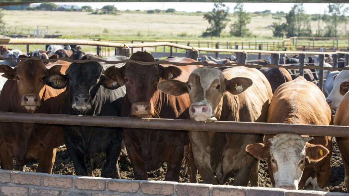 Cattle lining up before eating at a feeding area