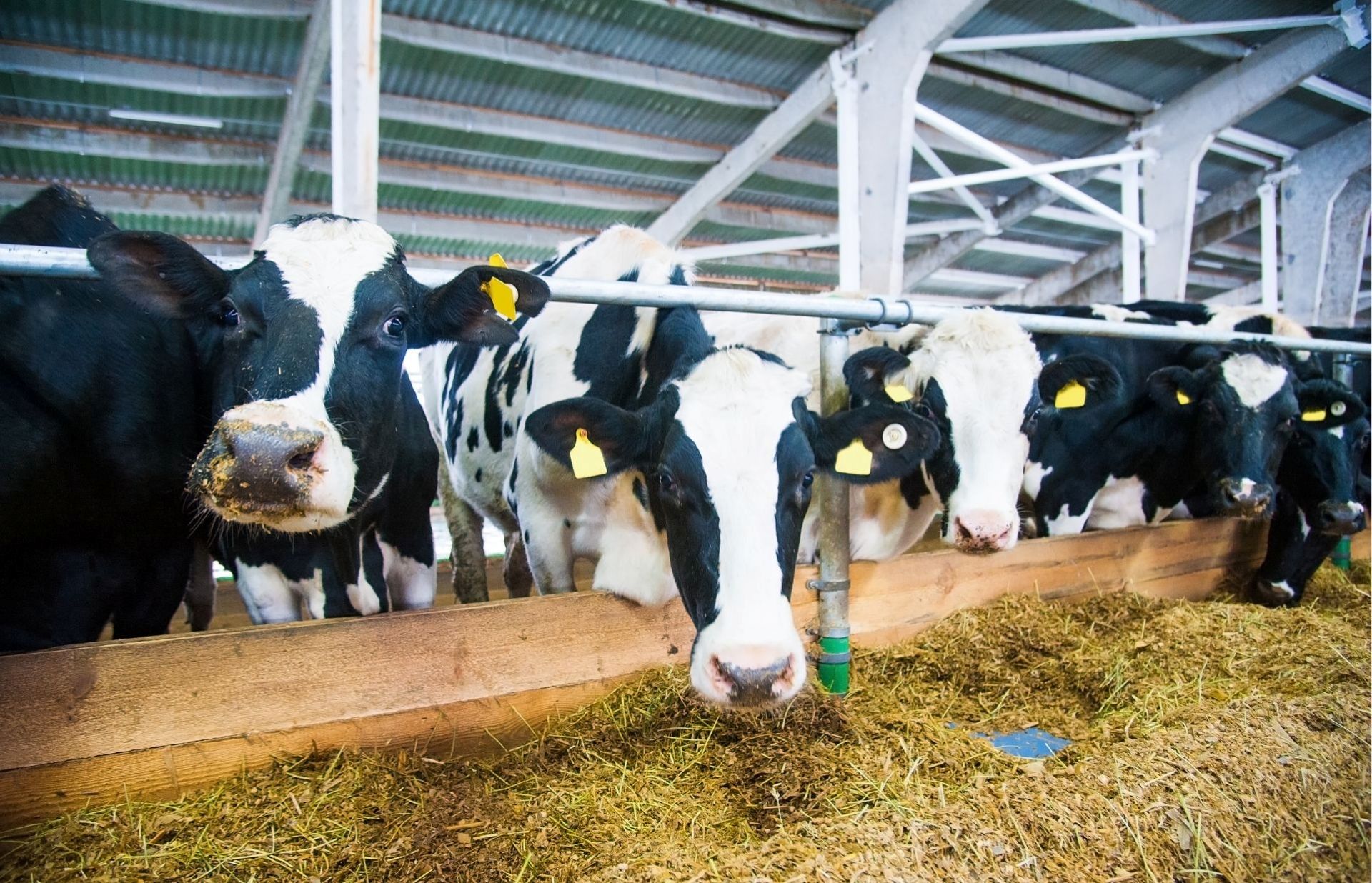 Dairy Herd