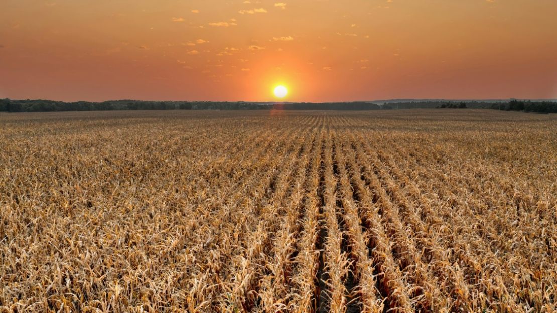 Golden agricultural field with crops under the sun