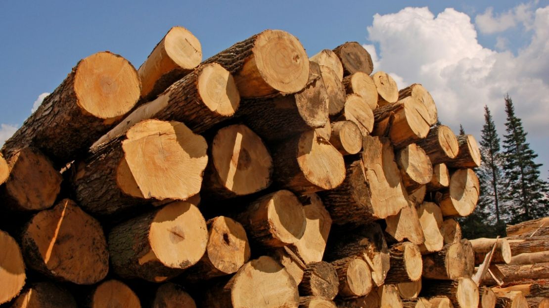 Stacked large cut tree logs compiled together